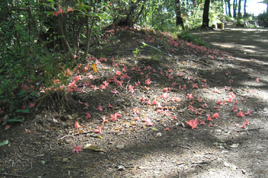 160612_Rhododendron kaempferi flowers.jpg